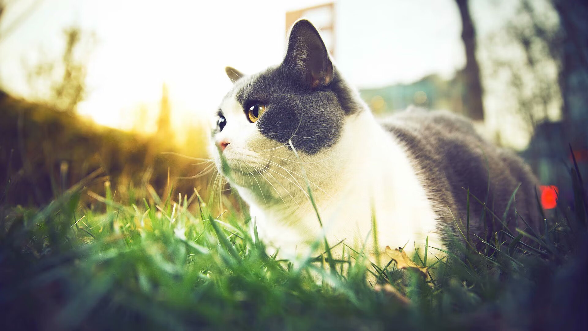 钢铁防线与坚韧意志,巴斯托尼刷新纪录之夜,波兰如何从苏格兰主场偷走胜利